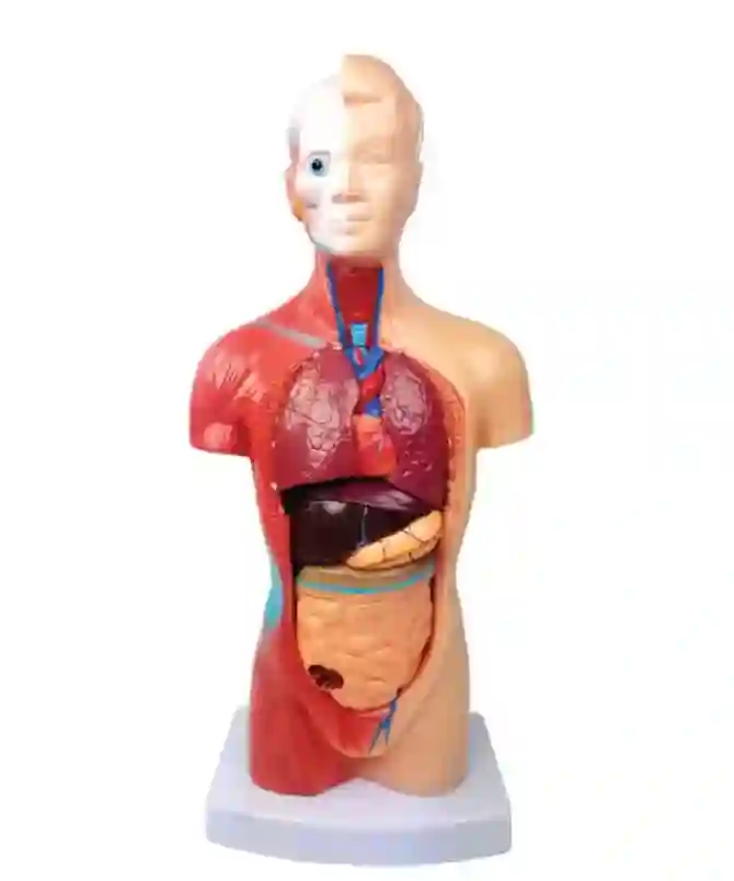 ZX-1103P Human Torso Small