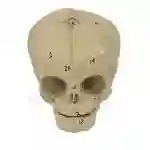 ZX-1201 Human Fetal Skull