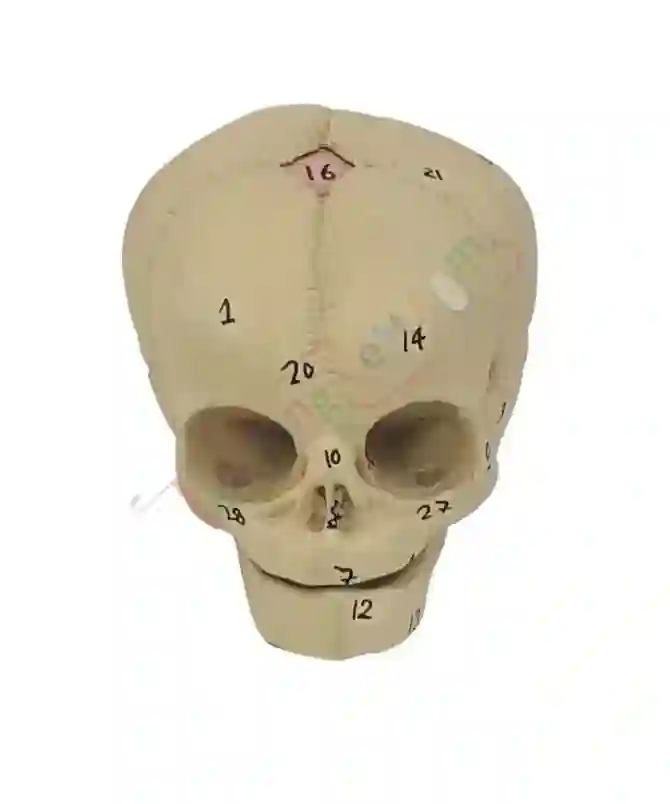 ZX-1201 Human Fetal Skull