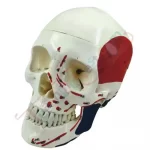 ZX-1202PN Skull Model Life size Painted-Numbered PVC