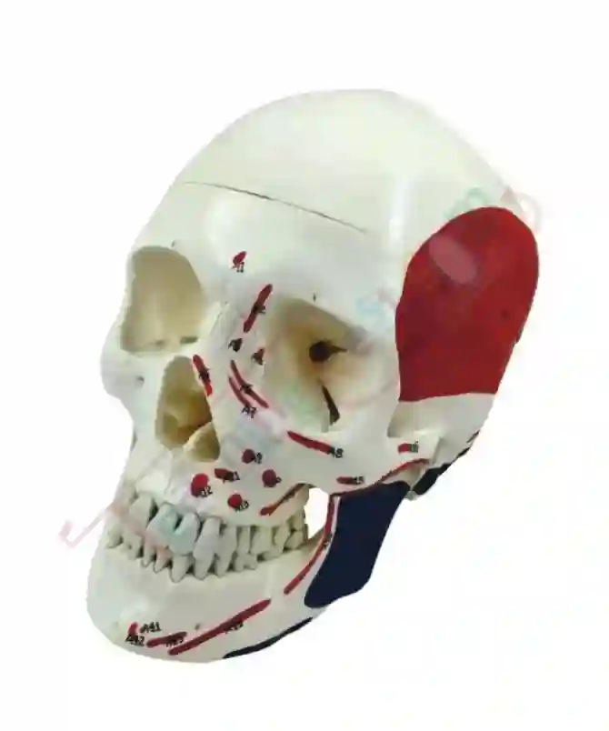 ZX-1202PN Skull Model Life size Painted-Numbered PVC