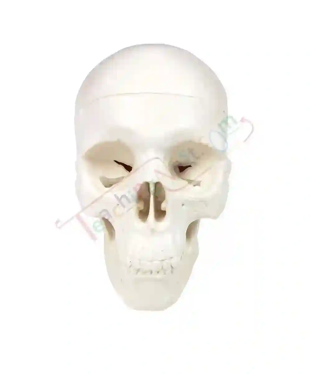 ZX-1204_1 Miniature Skull Model PVC