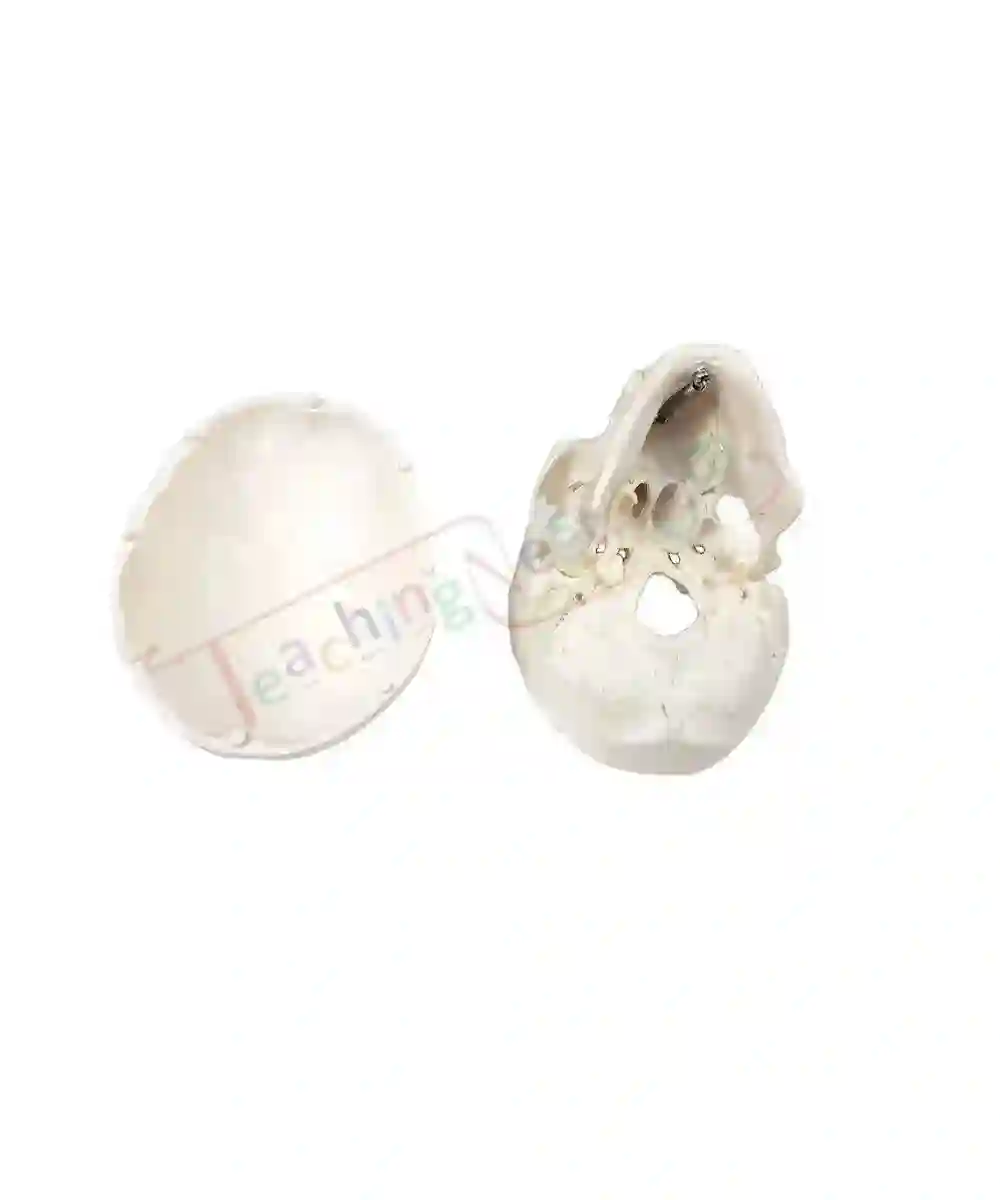 ZX-1204_3 Miniature Skull Model PVC