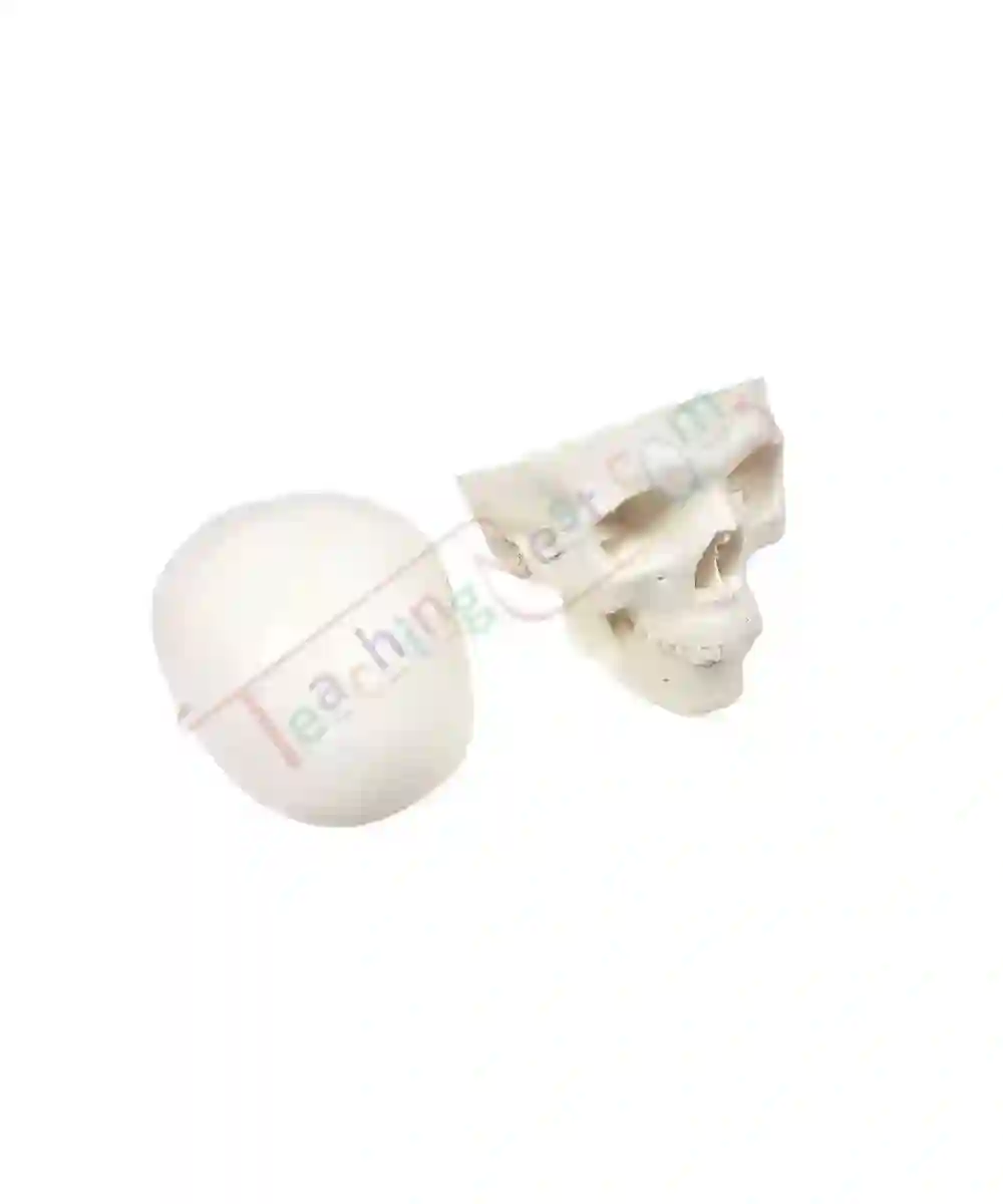 ZX-1204_4 Miniature Skull Model PVC