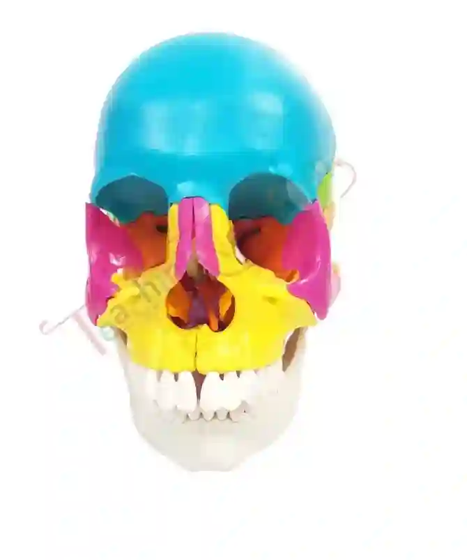 ZX-1208P_1 Didactic Human Skull 22 Parts