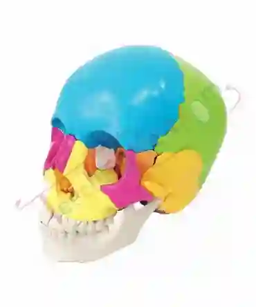 ZX-1208P_5 Didactic Human Skull 22 Parts