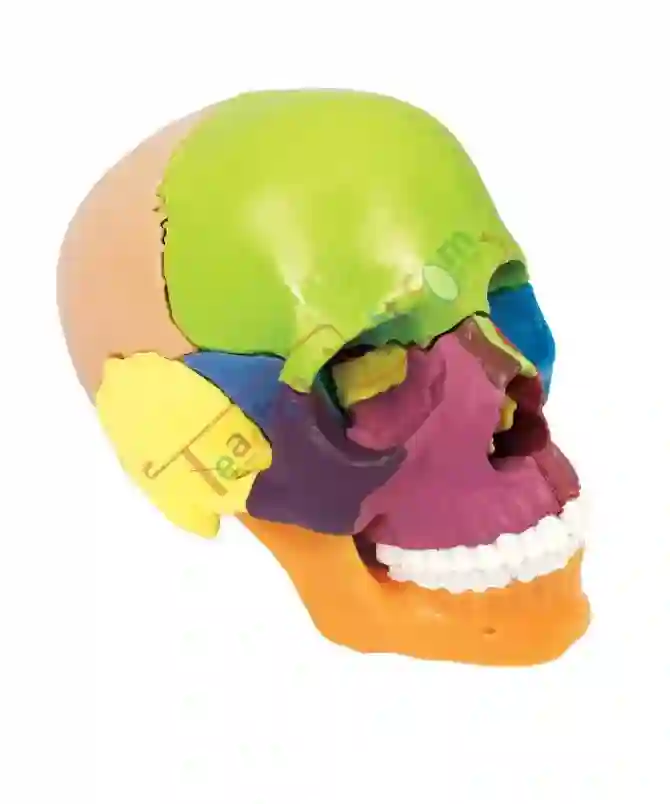 ZX-1209P Didactic Miniature Skull 15 Parts