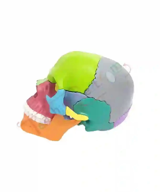 ZX-1209P_2 Didactic Miniature Skull 15 Parts