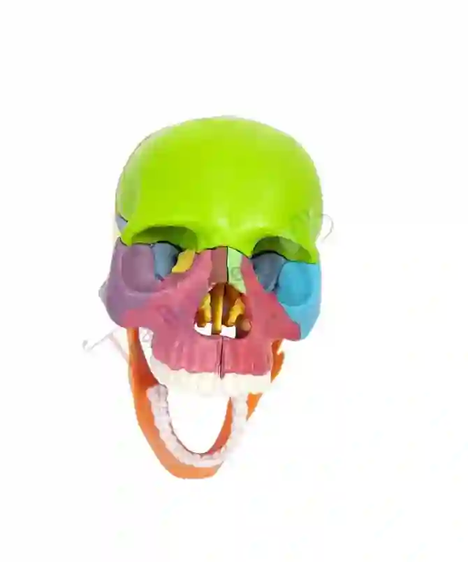 ZX-1209P_4 Didactic Miniature Skull 15 Parts