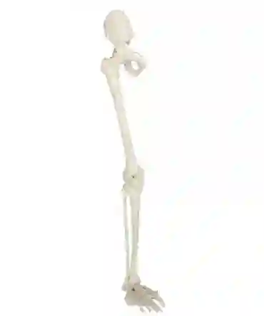 ZX-1210_1 Leg Bones Model Life Size