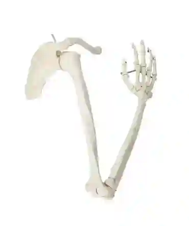 ZX-1211 Arm Bones Model Life Size