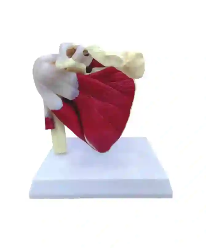 ZX-1212P Muscular Shoulder Joint Model