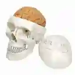 ZX-1213PN Human Skull Model with Brain Numbered