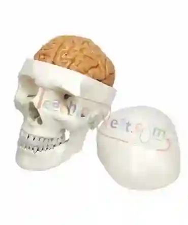 ZX-1213PN Human Skull Model with Brain Numbered