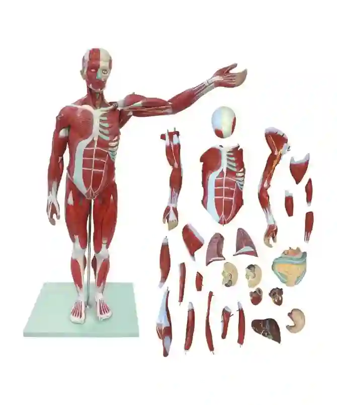 ZX-1222PN Muscular Human Body 78 cm, 27 parts