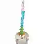 ZX-1223P Didactic Vertebral Column, Half Size