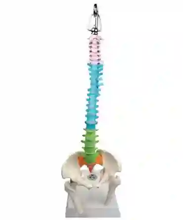 ZX-1223P Didactic Vertebral Column, Half Size