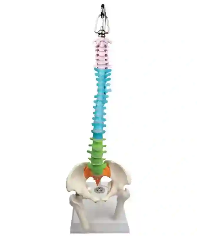 ZX-1223P Didactic Vertebral Column, Half Size