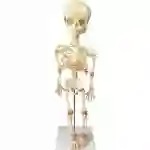 ZX-1224P Fetus Skeleton