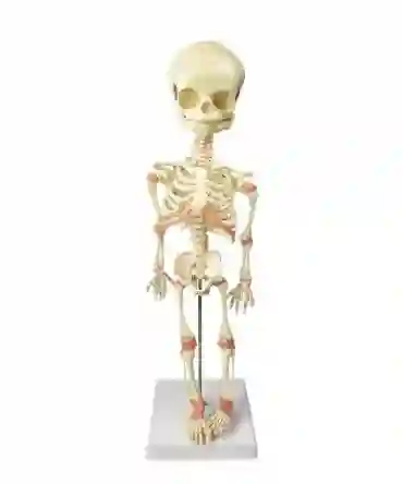 ZX-1224P Fetus Skeleton