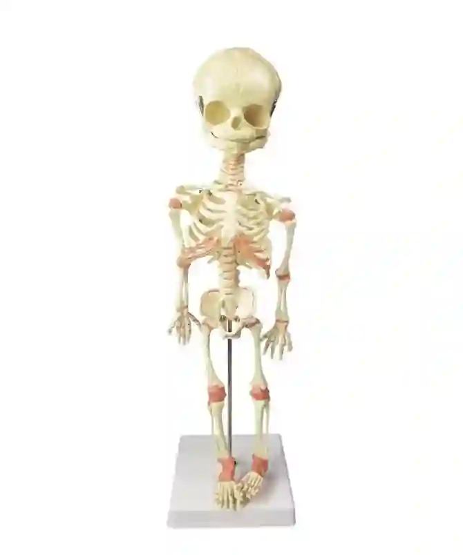 ZX-1224P Fetus Skeleton