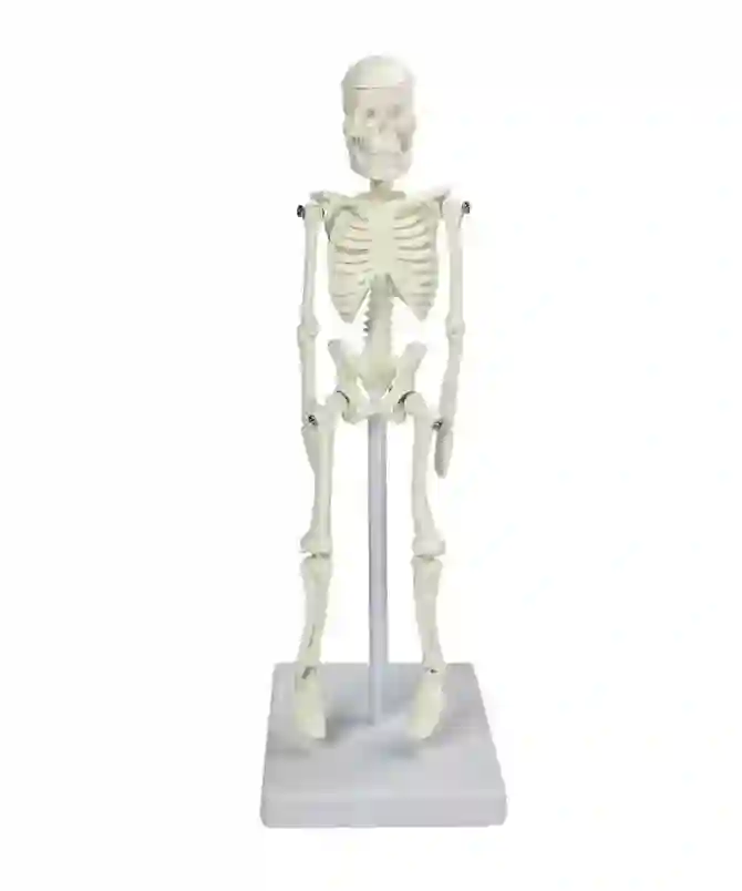 ZX-1227 Tiny Skeleton, 21cm