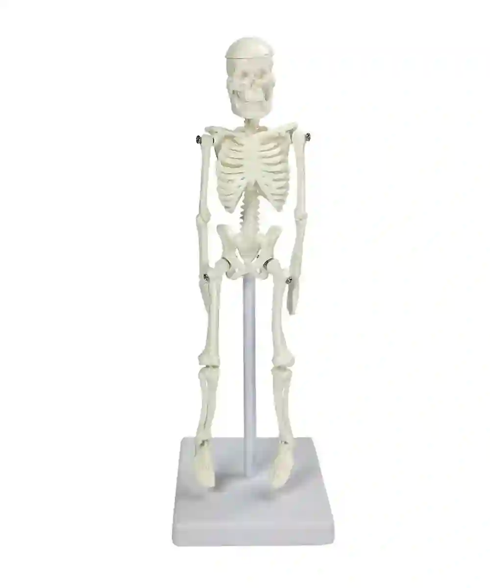 ZX-1227 Tiny Skeleton, 21cm