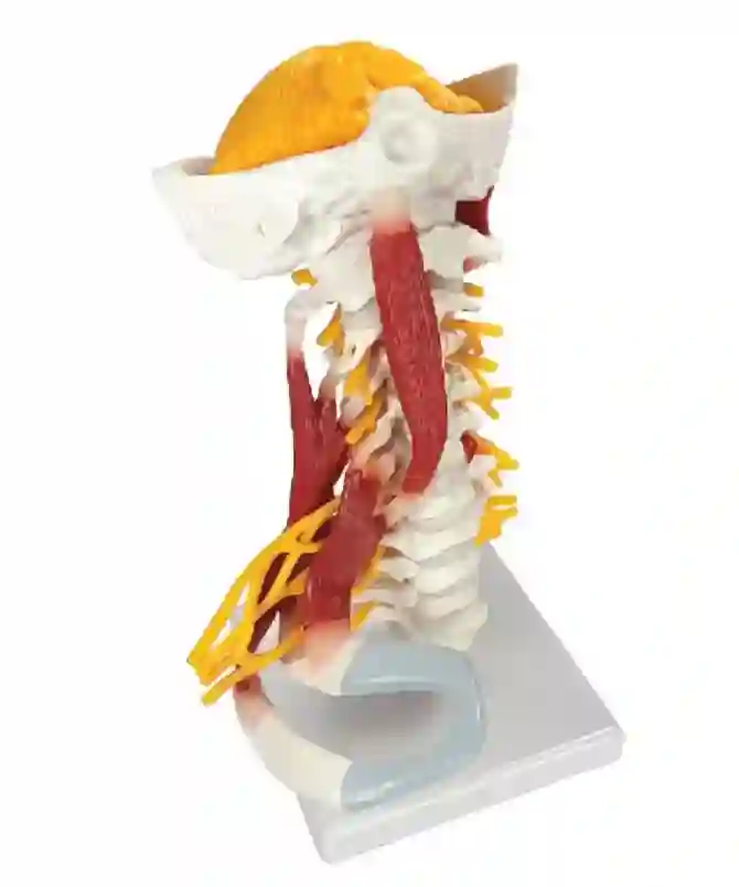 ZX-1228 Cervical Spine & Occipital Bone, Nerves and Muscles