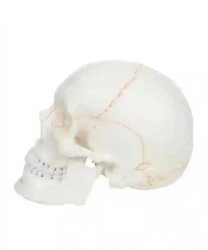 ZX-1232PN_2 Skull with Well Marked Sutures