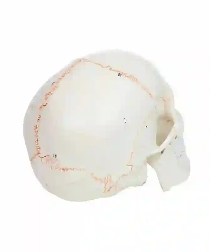 ZX-1232PN_4 Skull with Well Marked Sutures