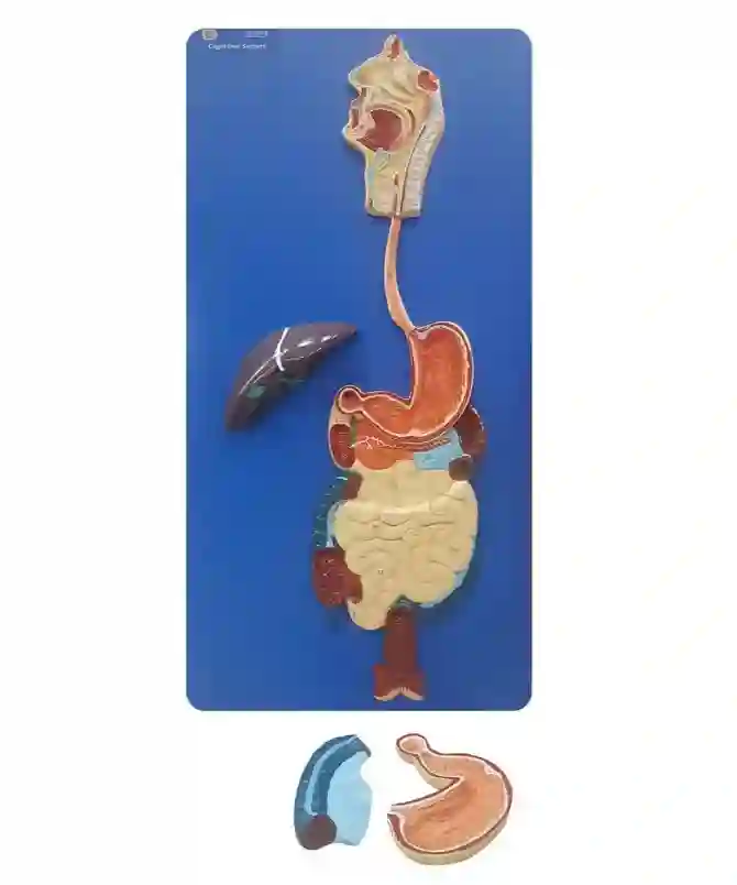 ZX-1301A Human Digestive System