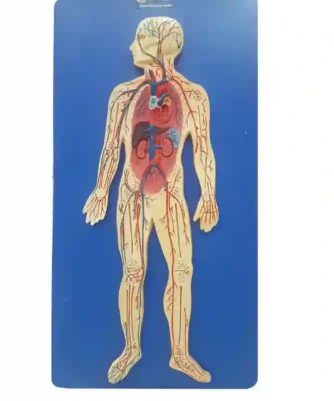 ZX-1302_1 Human Circulatory System