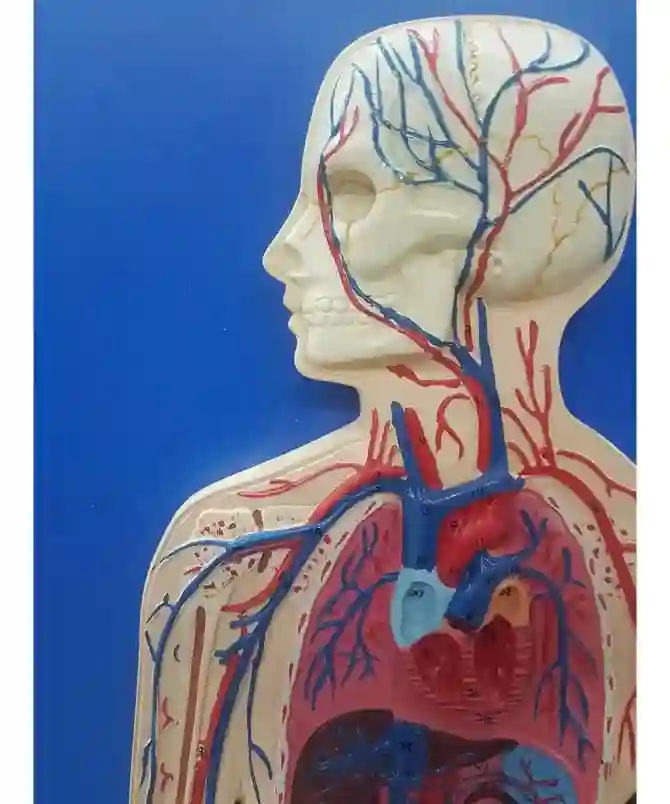 ZX-1302_2 Human Circulatory System