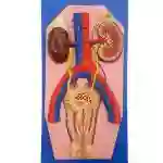 ZX-1303_1 Human Excretory System