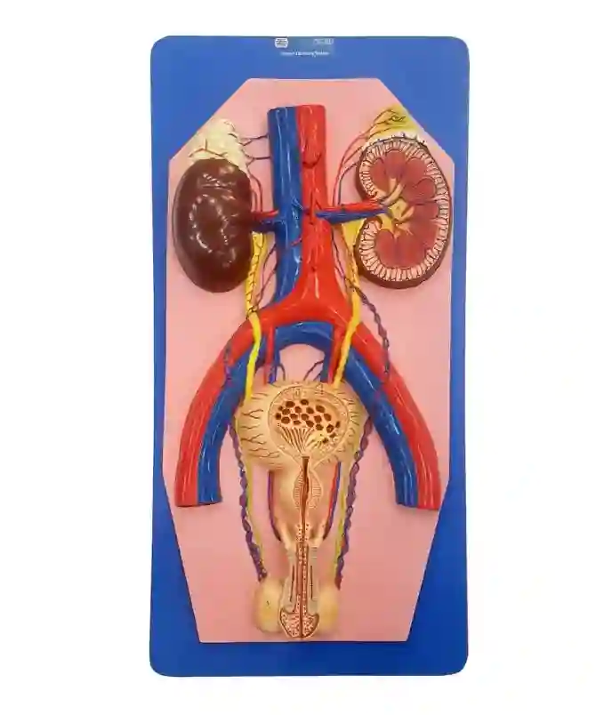 ZX-1303_1 Human Excretory System