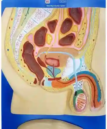 ZX-1304_2 Human Reproductive System Male