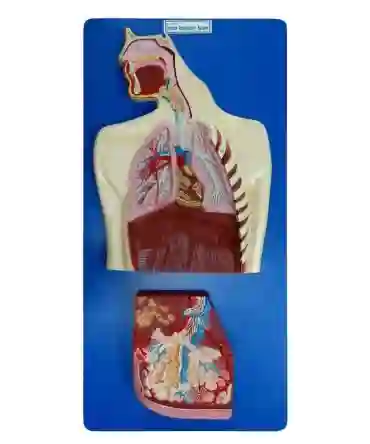 ZX-1306_1 Human Respiratory System