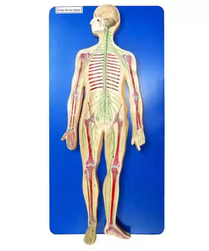 ZX-1307 Human Nervous System