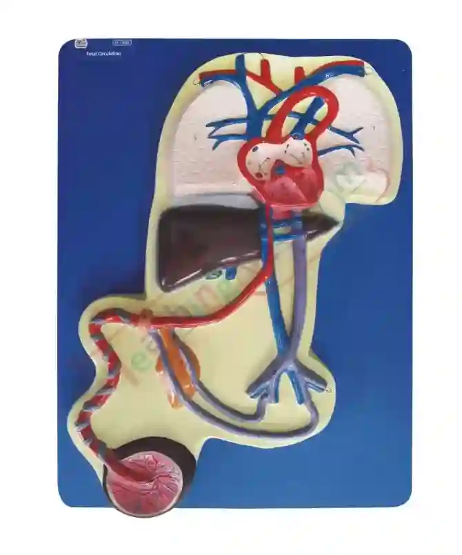 ZX-1308E Fetal Circulation