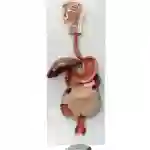 ZX-1311PN Digestive System Model PVC