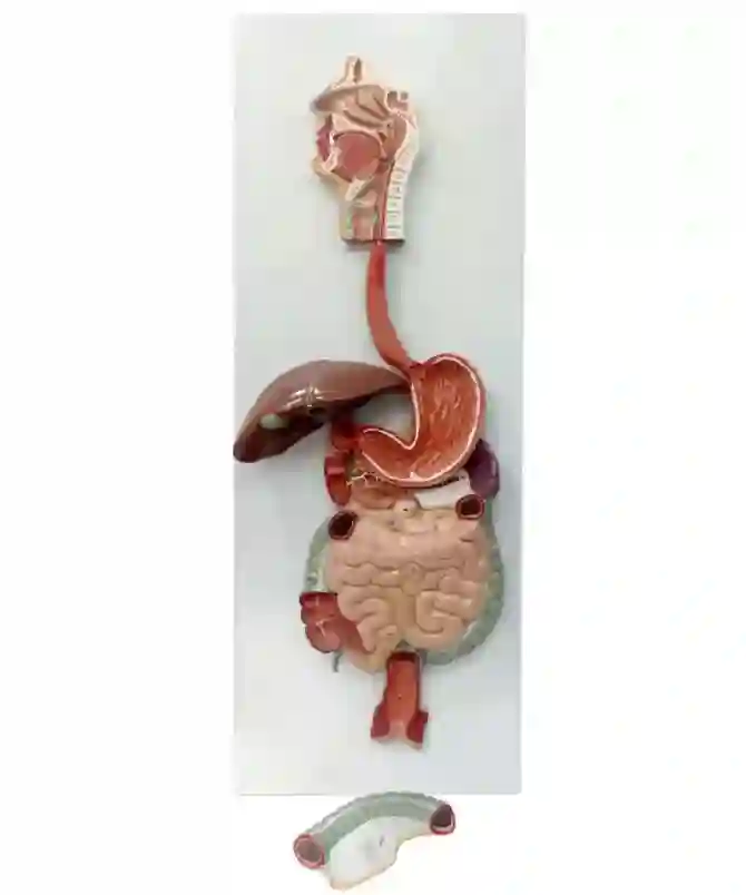 ZX-1311PN Digestive System Model PVC