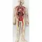 ZX-1312PN Circulatory System Model PVC