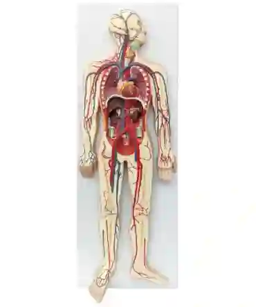 ZX-1312PN Circulatory System Model PVC