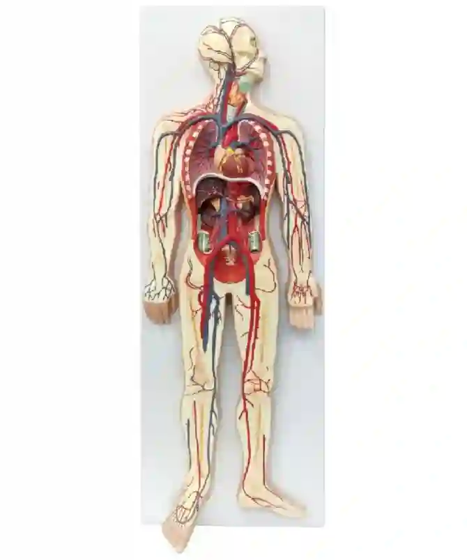 ZX-1312PN Circulatory System Model PVC