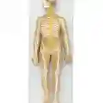 ZX-1317PN Nervous System Model PVC