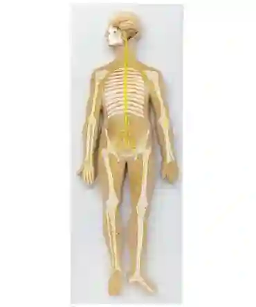 ZX-1317PN Nervous System Model PVC