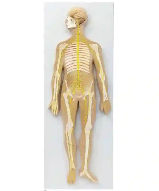 ZX-1317PN Nervous System Model PVC