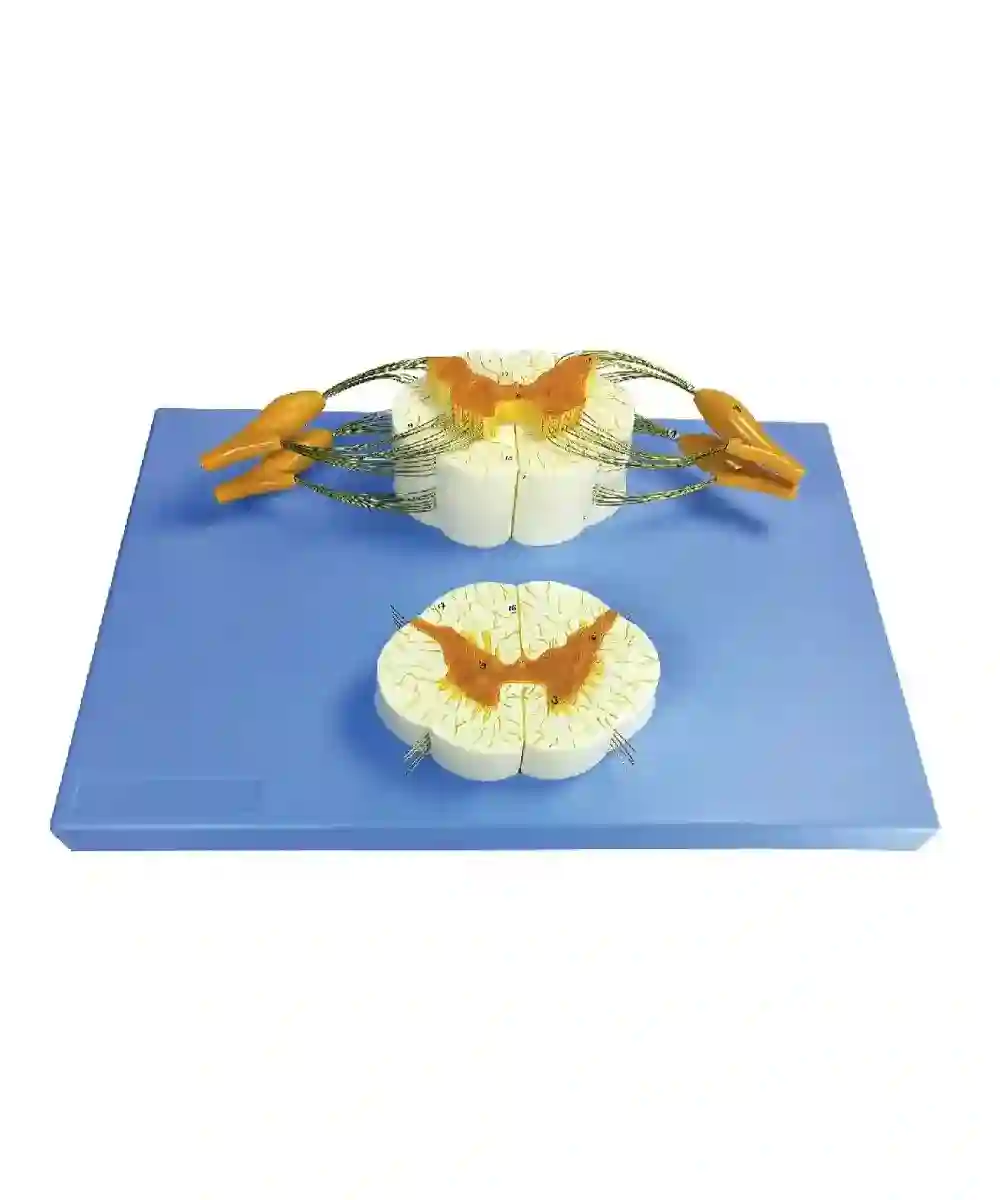 Spinal Cord and Nerve Branches