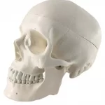 ZX-S104 Human Skull Model