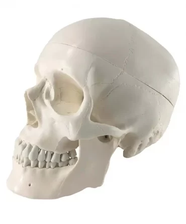 ZX-S104 Human Skull Model